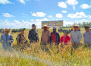 Panen Perdana, Sawah Wanam Buka Jalan Swasembada Pangan dari Papua