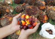 Perbaiki Industri Sawit, Ombudsman RI Kirim Surat ke Presiden Prabowo