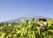 Serikat Pekerja Dorong Deregulasi PP 28/2024 dan Moratorium Kenaikan CHT