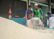 Stok Pangan Dijamin Aman Sampai Akhir Tahun, Beras Catat Rekor 10,23 Juta Ton